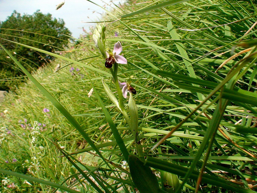 Orchidee dai Monti della Laga